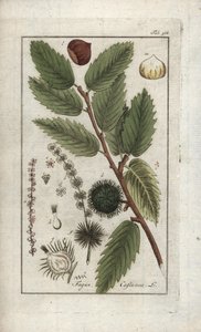 栗子（Castanea sativa）。石版画，选自约翰内斯-佐恩（1739-1799 年）的 "Afbeelding der Artseny-Gewassen"，荷兰 作者 未知艺术家