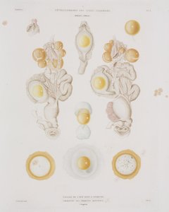输卵管中的鸡卵，约1847-1859年 作者 不明