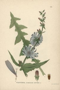 菊苣，Cichorium intybus 作者 未知艺术家