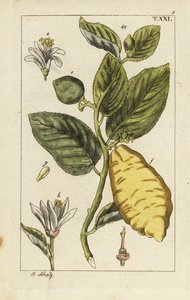 香橼的果实、叶子和花朵，Citrus medica。 作者 未知艺术家