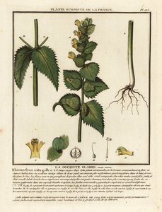 鸡冠花，Rhinanthus crista-galli。 作者 未知艺术家