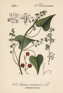 被殴打妇女的常见驱动程序或草--黑芒草，Tamus communis。Diederich von Schlechtendal 的《德国植物》（Flora von Deutschland）中的手工彩色石版画，耶拿 作者 未知艺术家