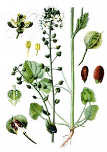 常见的败酱草，Cochlearia officinalis 作者 未知艺术家