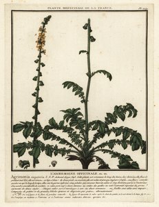 普通柿树，Agrimonia eupatoria。 作者 未知艺术家