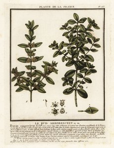 普通箱，Buxus sempervirens。 作者 未知艺术家