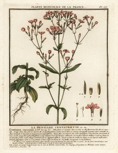普通半人马座Centaurium erythraea. 作者 未知艺术家