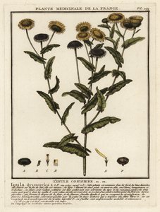 普通飞蓬，Pulicaria dysenterica。 作者 未知艺术家