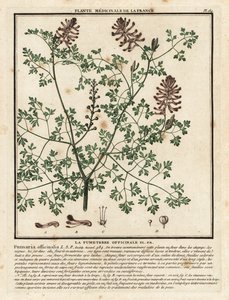 常见的fumitory，Fumaria officinalis。 作者 未知艺术家