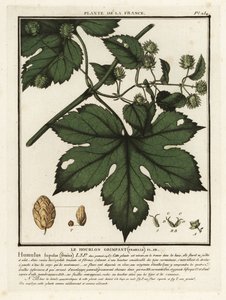 普通啤酒花，Humulus lupulus。 作者 未知艺术家