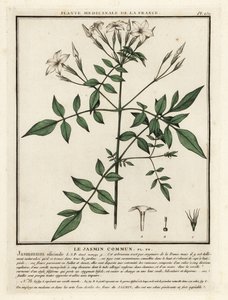 普通茉莉，Jasminum officinale。 作者 未知艺术家