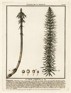 普通马尾（Hippuris vulgaris）。 作者 未知艺术家