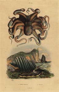 普通章鱼，Octopus vulgaris 1，和海蜗牛，Dicathais orbita 2 作者 不明