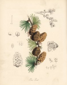 普通或欧洲落叶松--白色落叶松（Larix decidua (Larix europaea)），树叶、树枝和松果。C. Chabot 的手绘锌版画，由 M. A. Burnett 小姐根据她的 "Plantae Utiliores: or Illustrations of Useful Plants "绘制，Whittaker，伦敦 作者 未知艺术家