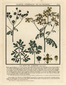 普通芸香，Ruta graveolens。 作者 未知艺术家