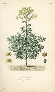 常见的 rue 或草本的恩典， Ruta Graveolens， Rue officinale 作者 不明