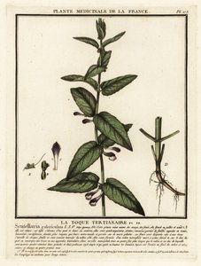 Common skullcap, Scuttelaria galericulata. 作者 未知艺术家
