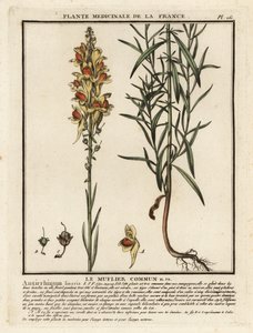 常见蟾蜍，Linaria vulgaris。 作者 未知艺术家