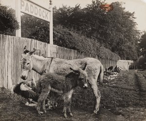 两头驴子的合成图，约1909年 作者 不明