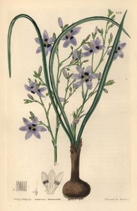 Conanthere - Conanthera trimaculata（三点积雪草，Cummingia trimaculata）。韦德尔根据埃德温-道尔顿-史密斯的手绘铜版画，选自约翰-林德利和罗伯特-斯威特的《观赏花圃和灌木丛》，G. 威利斯，伦敦 作者 未知艺术家