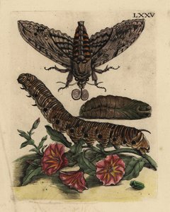 锥栗鹰蛾，Agrius convolvuli，毛虫和蛹与田间小草，Convolvulus arvensis LXXV 作者 不明