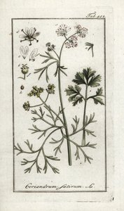 芫荽（Coriandrum sativum）。约翰内斯-佐恩（Johannes Zorn，1739-1799 年）"Afbeelding der Artseny-Gewassen "中的石版画，荷兰 作者 未知艺术家