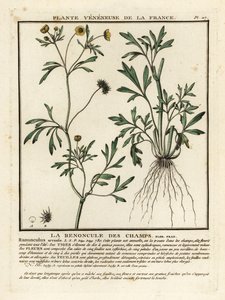 玉米毛茛，Ranunculus arvensis。 作者 未知艺术家
