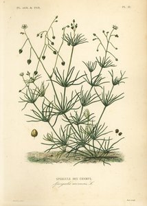 玉米草，Spergula arvensis，田间芦笋 作者 不明