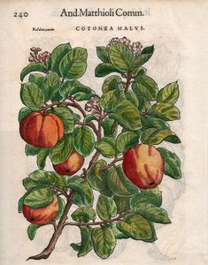 Cotonea Malvs.来自Pietro Andrea Mattioli的 "Commentaires"，（彩色木刻）。 作者 不明