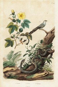 棉花、杜鹃和草蛇。1834-1839（雕刻） 作者 未知艺术家