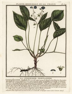 匍匐脐草，Omphalodes verna。 作者 未知艺术家