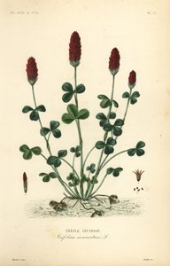深红三叶草或意大利三叶草、三叶草属植物、三叶草属植物 作者 Unbekannt