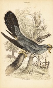 杜鹃（Cuculus canorus），嘴里叼着一只毛毛虫。 1889年（雕刻） 作者 未知艺术家