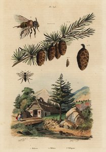 Cuckoo bee, Melecta albifrons 1, European larch tree, Larix decidua 2, and stingless melipona honey bee, Melipona favosa 3 作者 不明