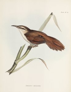 弯嘴芦苇猎鸟，阿根廷，约 1832-1836 年 作者 未知艺术家
