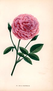 De la Grifferaie 玫瑰是多花蔷薇的杂交品种，于 1846 年左右上市。F. Grobon 根据 Hippolyte Jamain 和 Eugene Forney 的 "Les Roses "绘制并石版印刷的色石版画。 作者 未知艺术家