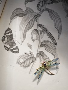 黛博拉-德文郡的虫子和昆虫珠宝在玛丽亚-西比拉-梅里安的《变形记》上。