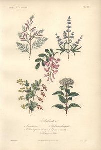 罗望子、槐树、女贞树、小檗和荚蒾的植物装饰印花图案 作者 未知艺术家