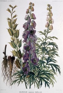 Delphinium Napellus，约 1850-1900 年（石版画） 作者 未知艺术家