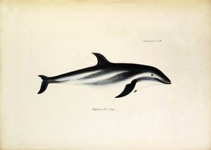 Delphinus Fitz-Royi 黑海豚或 Fitzroy，取自比格尔号船长罗伯特-菲茨罗伊的名字。约翰-古尔德描述的比格尔号航程中的动物学，查尔斯-达尔文对其习性的描述 作者 未知艺术家