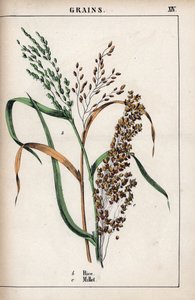 谷物描述：大米和小米。Chromolithographie in "Recueil d