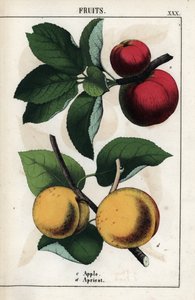 水果描述：红苹果和杏。Chromolithographie in "Recueil d