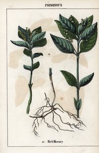 介绍一年生丝光草、植物花、果实和根茎。 作者 未知艺术家