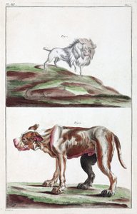 Dogs 作者 不明