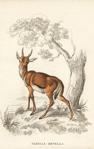 瞪羚，Gazella dorcas（普通瞪羚，Gazella kevella）。易危。根据詹姆斯-斯图尔特的插图绘制。Georg Friedrich Treitschke 的自然历史画廊，Naturhistorischer Bildersaal des Thierreiches，Liepzig 手工彩色石版画。 作者 未知艺术家