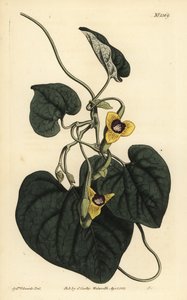 绒毛叶生菜，马兜铃属植物 作者 不明