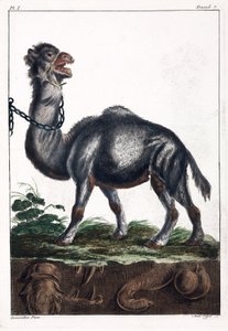 Dromedary 作者 不明