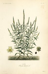 戴尔的火箭或戴尔的杂草，Reseda luteola，Gaude 作者 不明