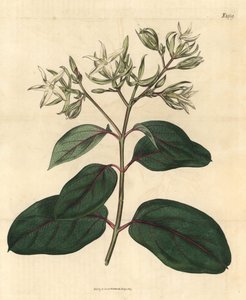酢浆草 - Kamettia caryophyllata（丁香香酢浆草，Echites caryophyllata）。约翰-西姆斯的《柯蒂斯植物杂志》中的手绘植物雕刻，伦敦，库奇曼 作者 未知艺术家