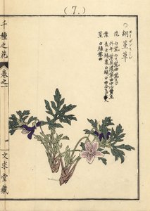 Eizan sumire gold eizan violet，Viola eizanensis。Kono Bairei 的手绘木版画，出自京都文殊堂的《千种花》。 作者 未知艺术家