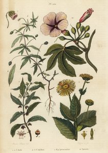 土木香、Inula helenium 1-3、绿紫罗兰、Hybanthus 种 Ionidium polygalifolium 4-6、ipecacuanha、Carapichea ipecacuanha 7-9 和牵牛花、Ipomoea insignis 10 作者 不明